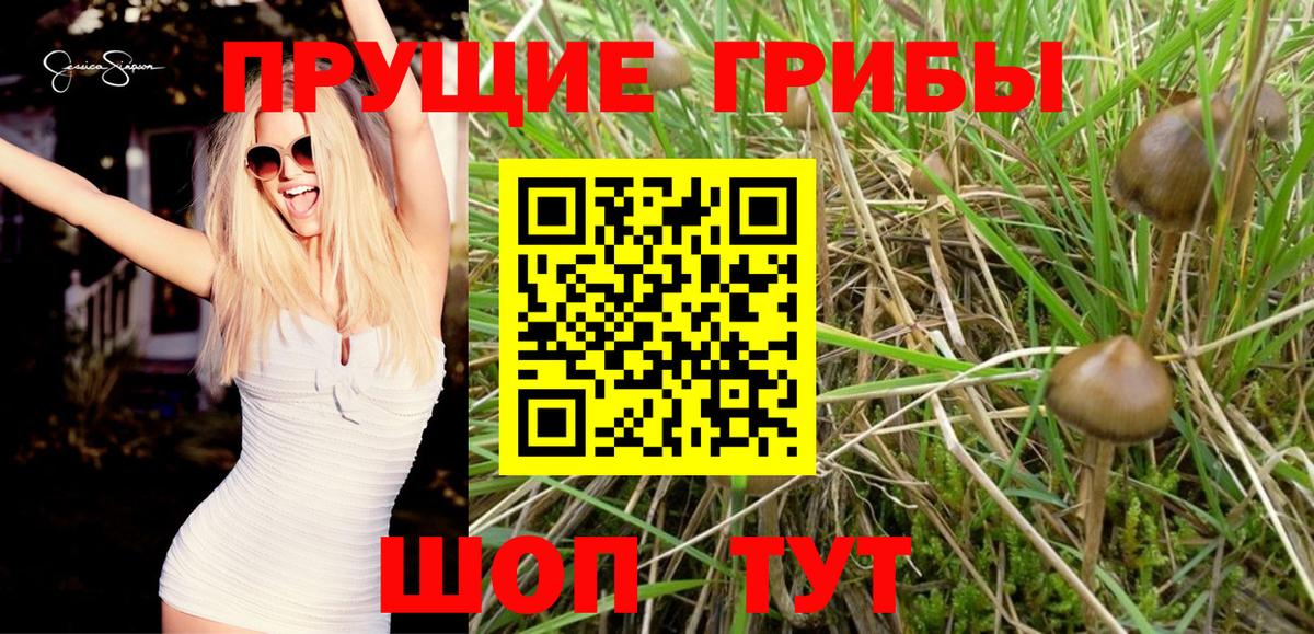 Псилоцибиновые грибы Psilocybe Дедовск