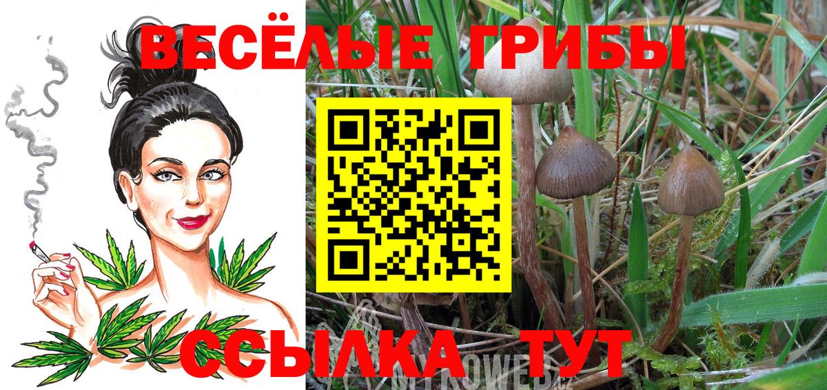 Дедовск  Галлюциногенные грибы Cubensis  Вход с VPN 